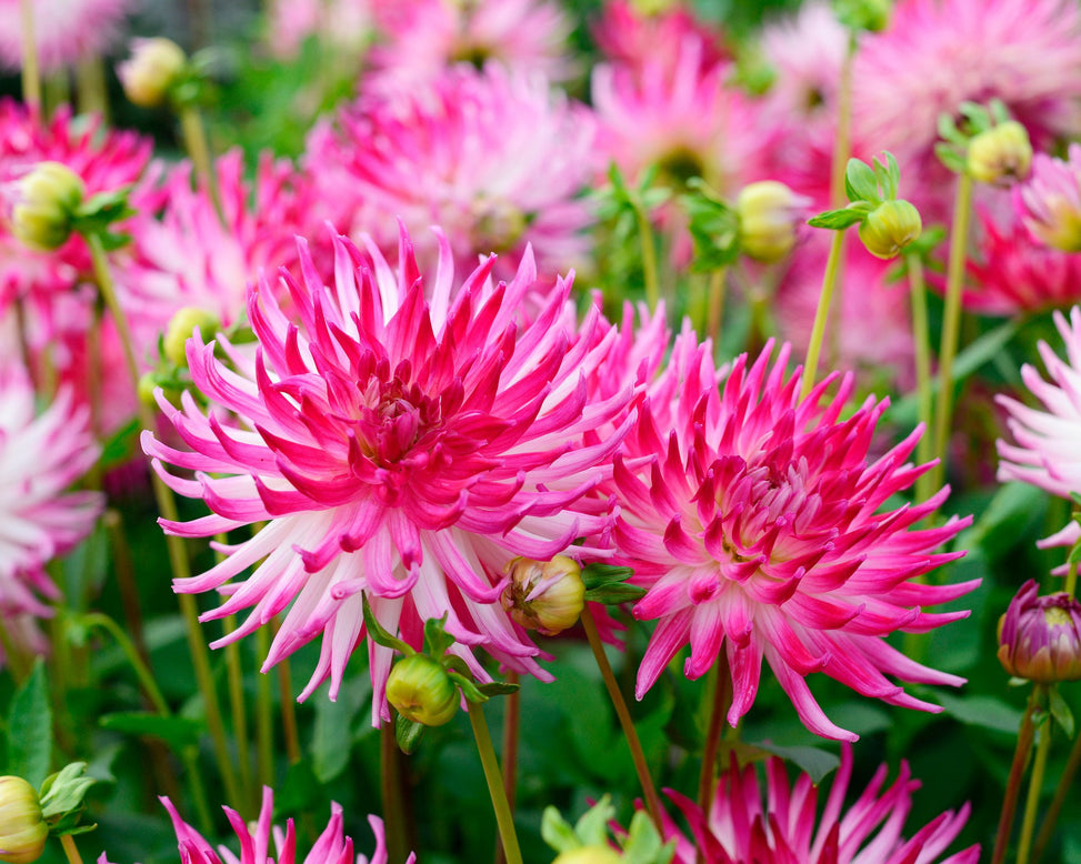 Dahlia 'Dutch Explosion'