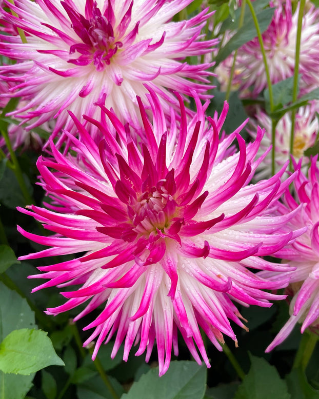 Dahlia 'Dutch Explosion'