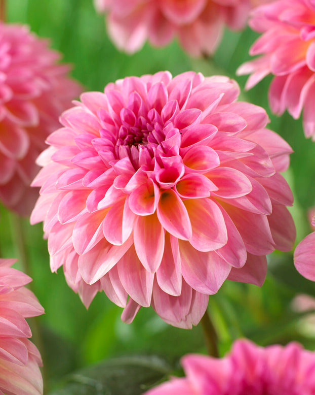 Dahlia 'Esli'