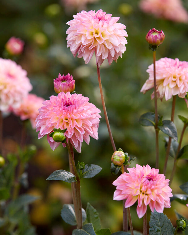 Dahlia 'Esli'