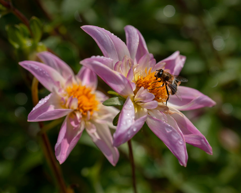 Dahlia 'Fancy Pants'