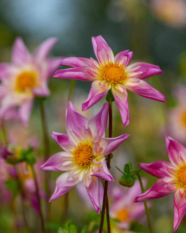 Dahlia 'Fancy Pants'