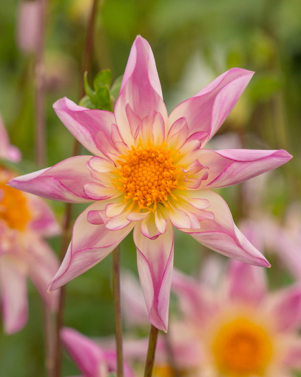 Dahlia 'Fancy Pants'