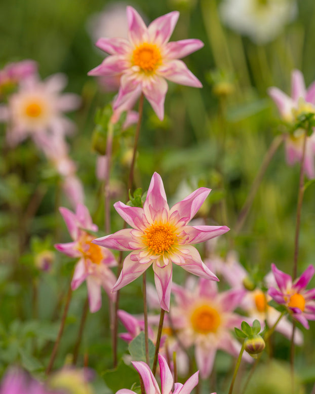 Dahlia 'Fancy Pants'
