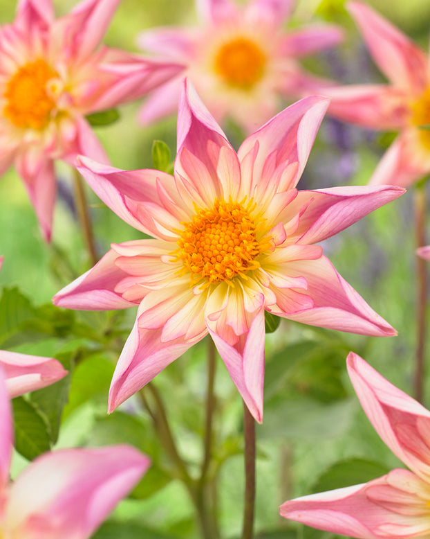Dahlia 'Fancy Pants'