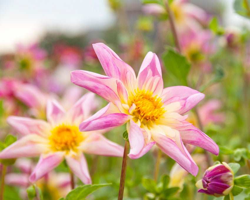 Dahlia 'Fancy Pants'