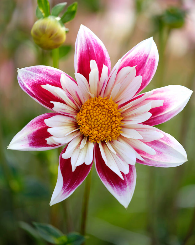 Dahlia 'Fashion Monger'