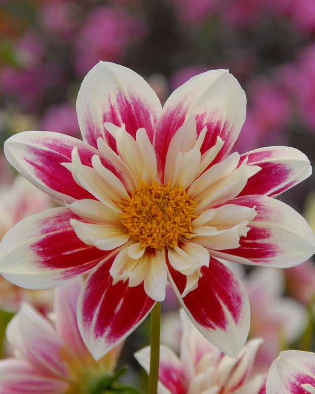 Dahlia 'Fashion Monger'