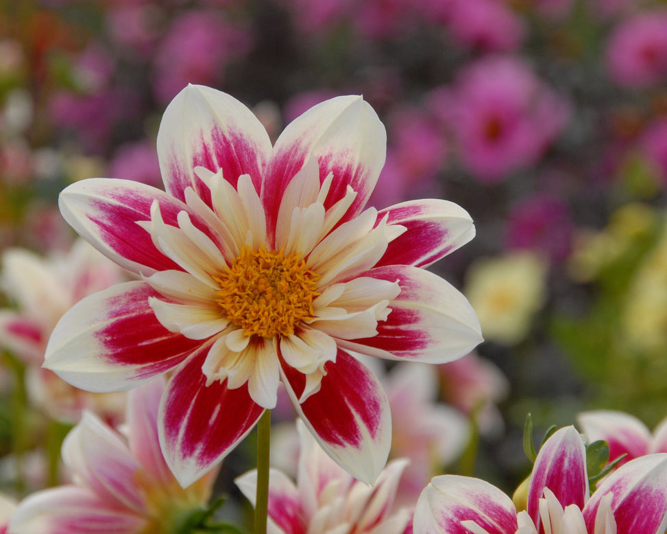 Dahlia collection 'Pret à Collarette'