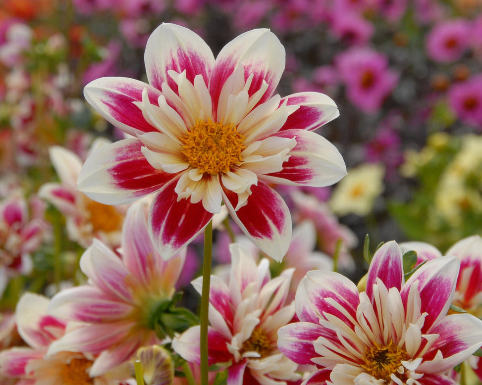 Dahlia 'Fashion Monger'