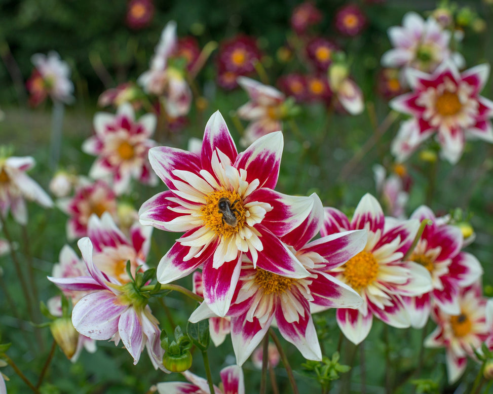 Dahlia 'Fashion Monger'
