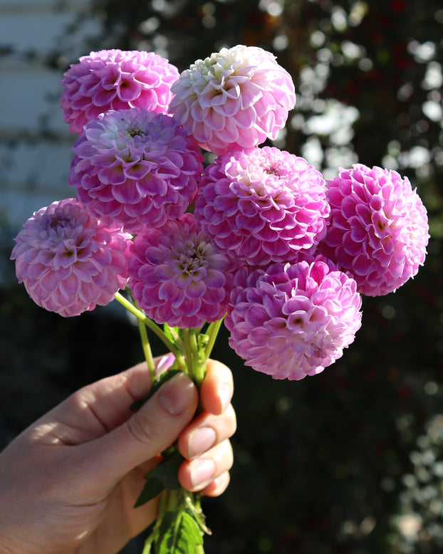 Dahlia 'Franz Kafka'