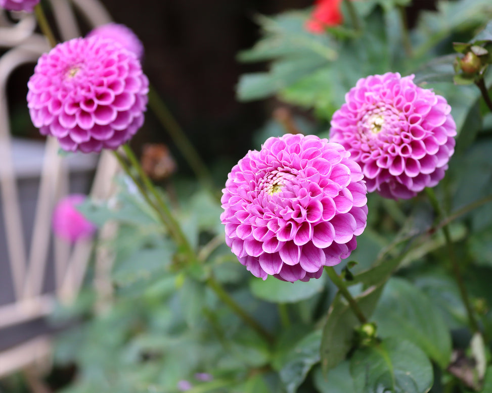 Dahlia 'Franz Kafka'
