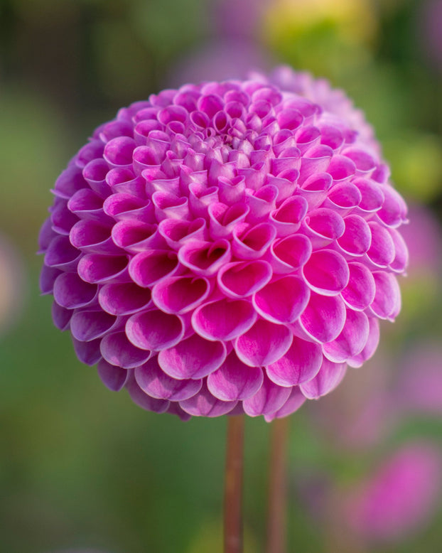 Dahlia 'Franz Kafka'