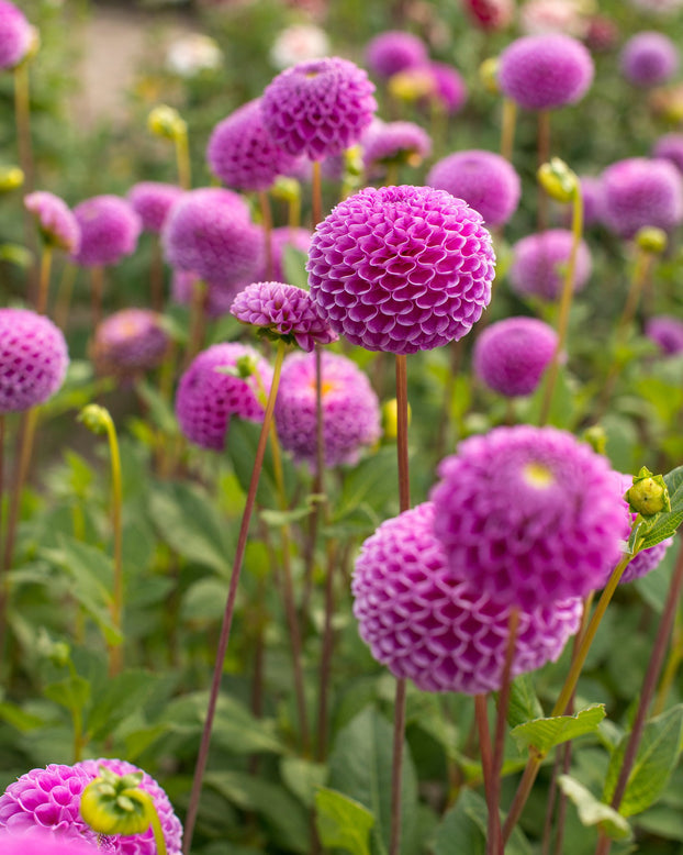 Dahlia 'Franz Kafka'