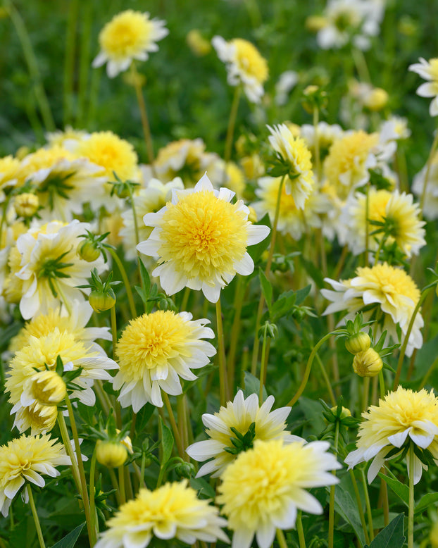 Dahlia 'Freya's Paso Doble'