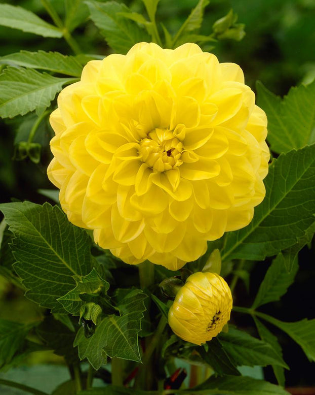 Dahlia 'Glory of Heemstede'