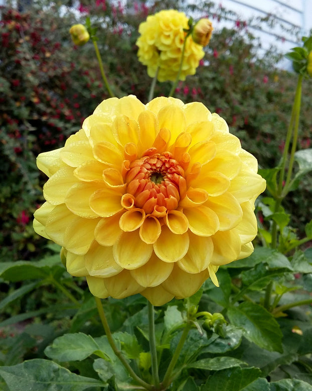 Dahlia 'Golden Sceptre'