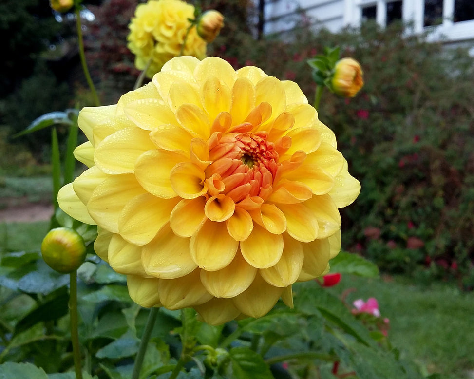 Dahlia 'Golden Sceptre'