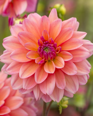 Dahlia 'Great Silence' Dahlia 'Great Silence'
