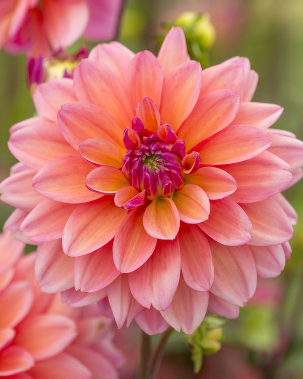 Dahlia 'Great Silence'