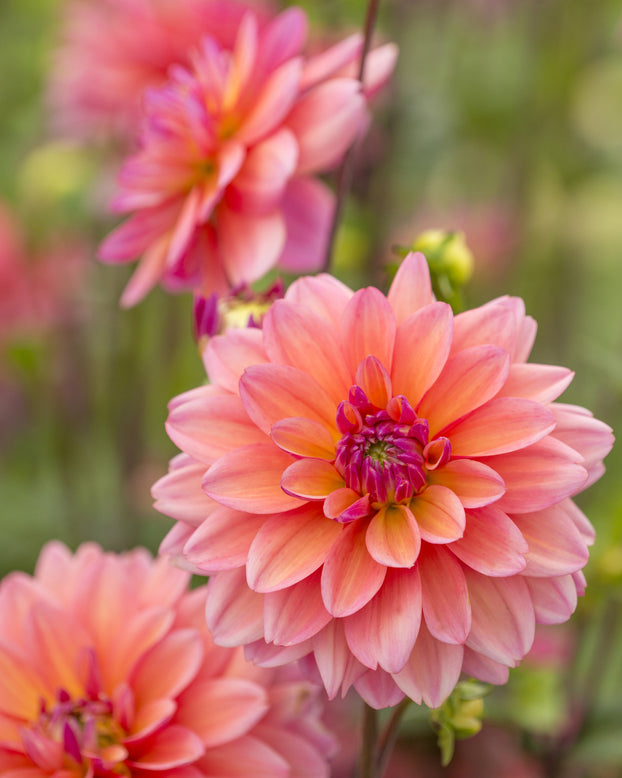Dahlia 'Great Silence'