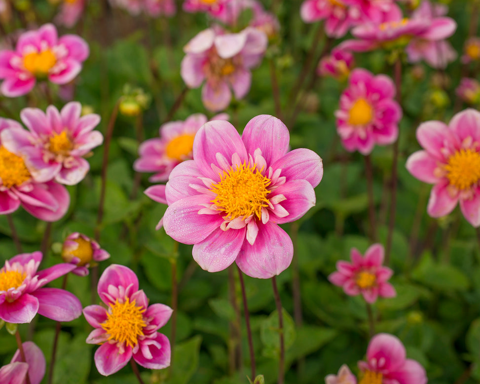 Dahlia 'Hartenaas'