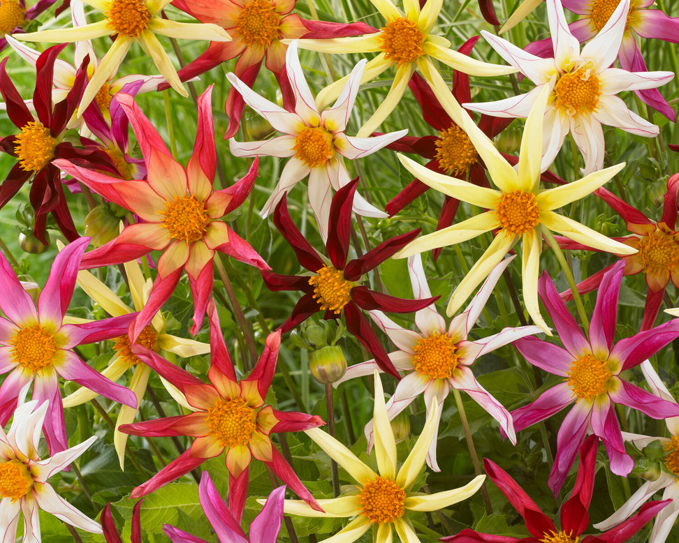 Dahlia collection 'Honka Mix'