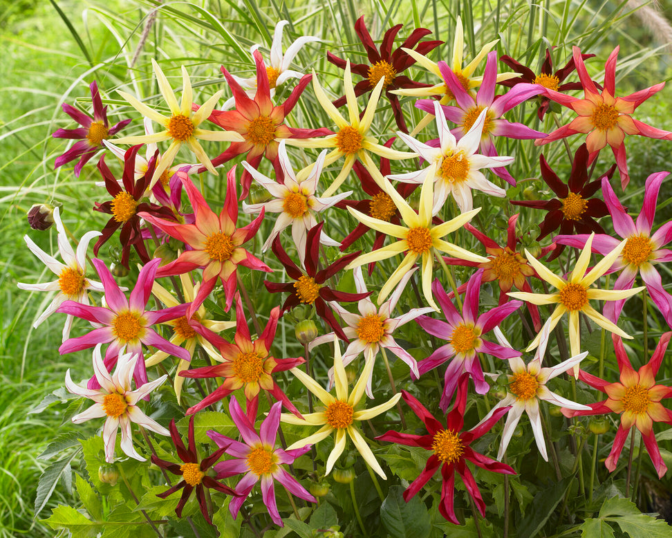 Dahlia collection 'Honka Mix'