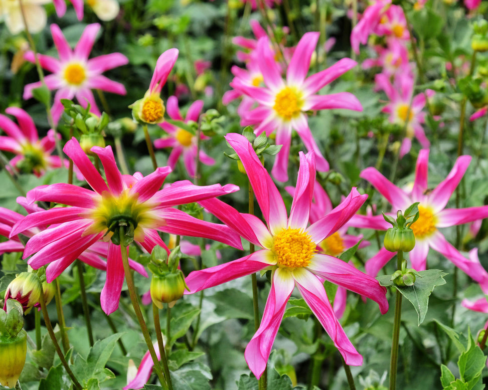 Dahlia 'Honka Rose'