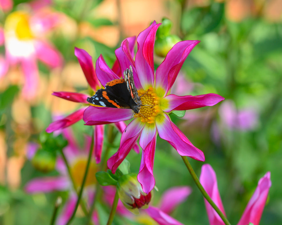 Dahlia 'Honka Rose'