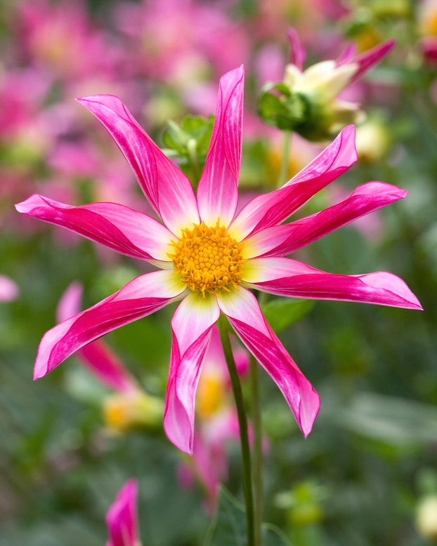 Dahlia 'Honka Rose'