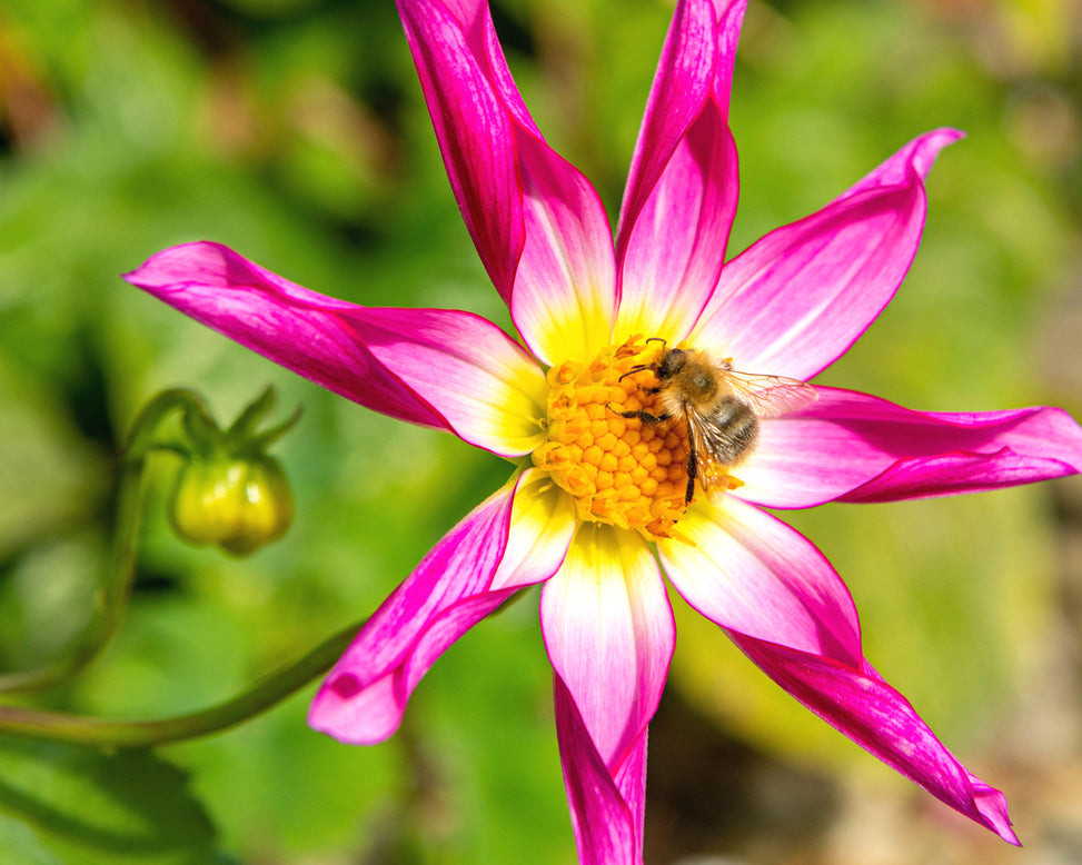 Dahlia 'Honka Rose'