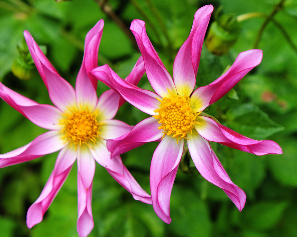 Dahlia 'Honka Rose'