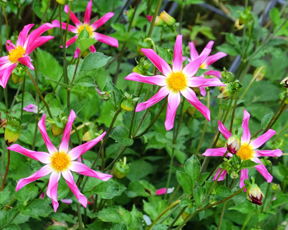 Dahlia 'Honka Rose'