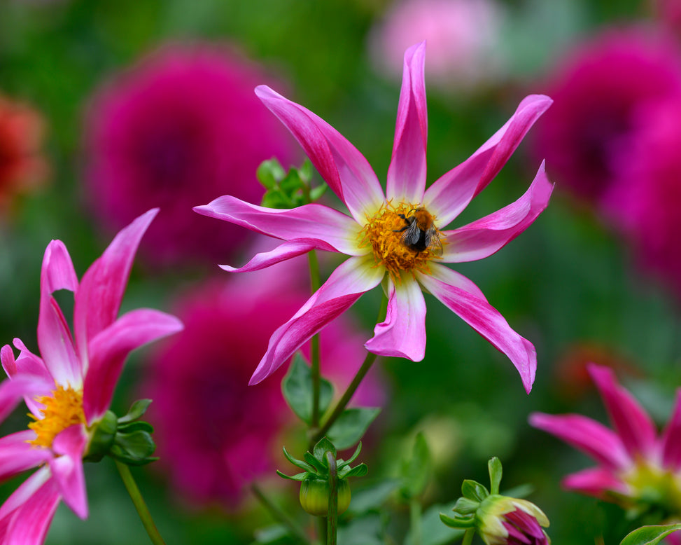 Dahlia 'Honka Rose'
