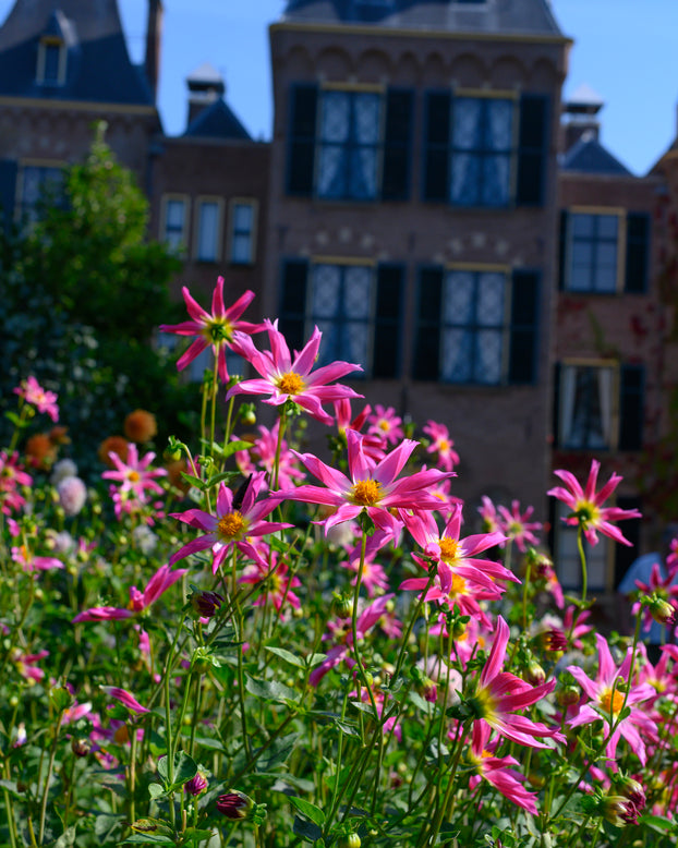 Dahlia 'Honka Rose'