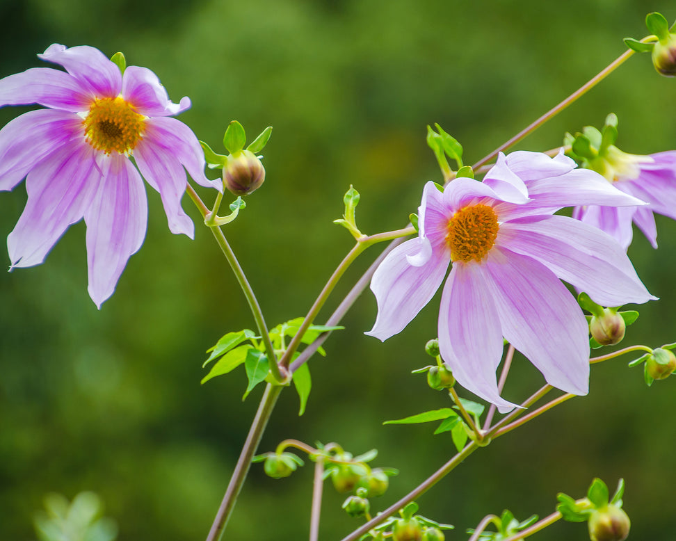 Dahlia imperialis