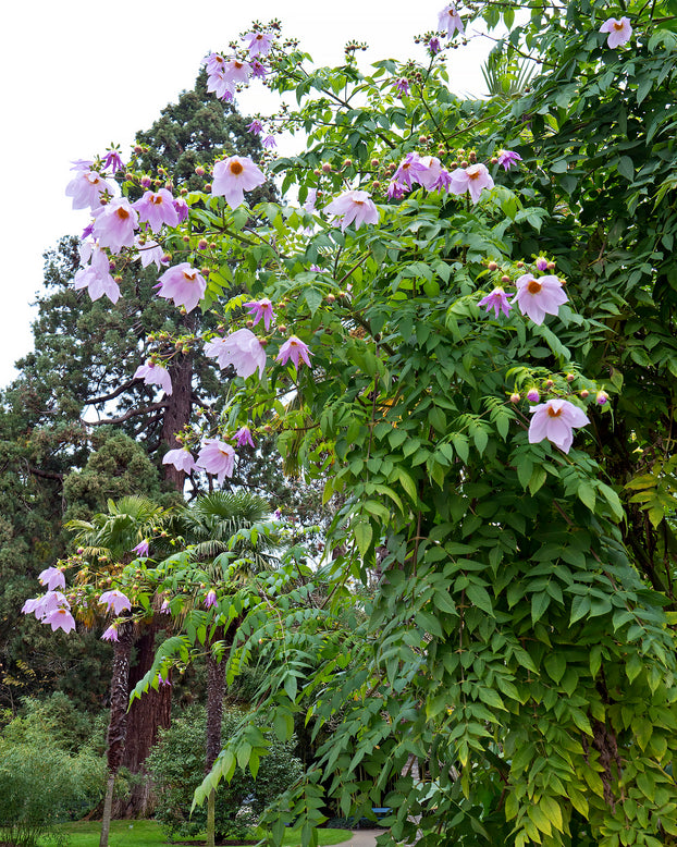 Dahlia imperialis