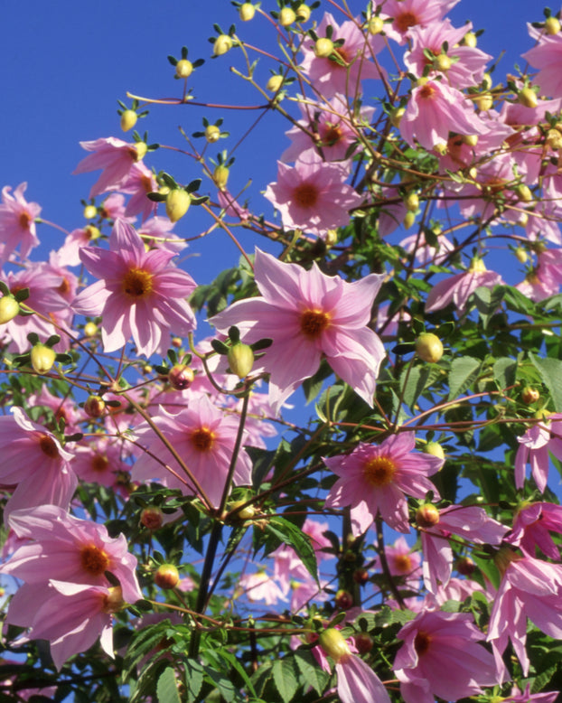 Dahlia imperialis