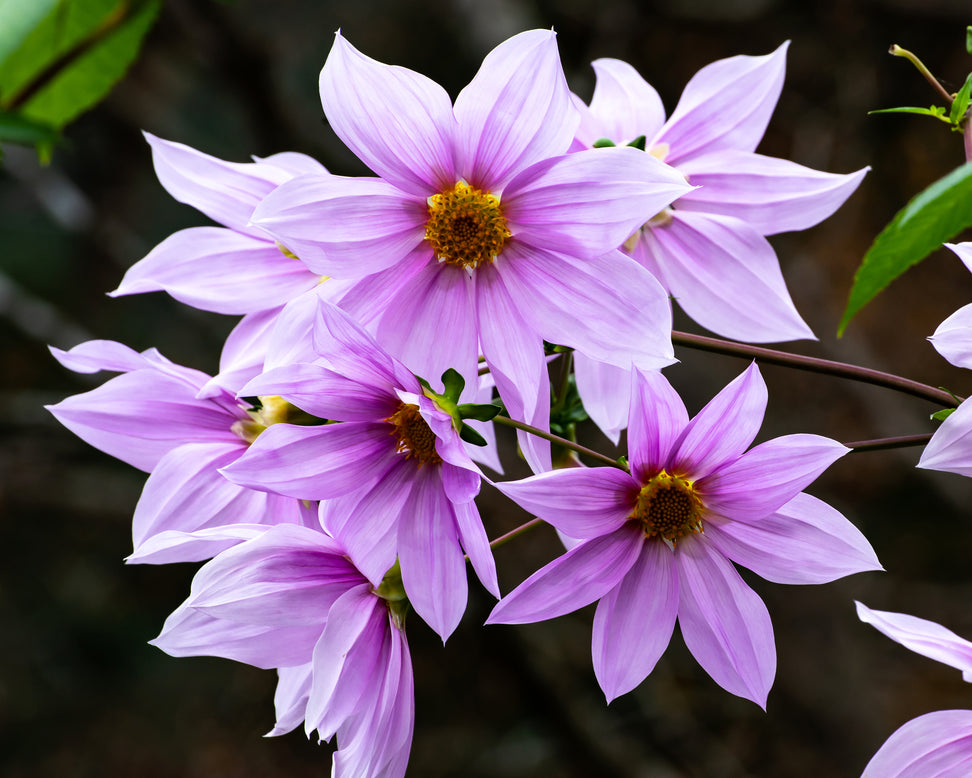 Dahlia imperialis