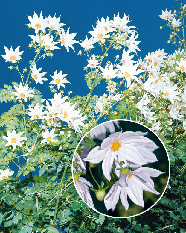 Dahlia imperialis 'Alba'