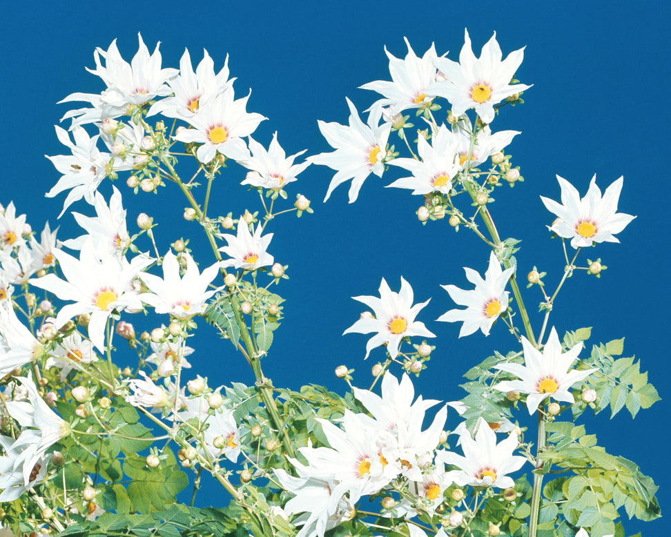 Dahlia imperialis 'Alba'