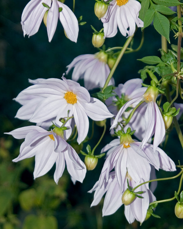 Dahlia imperialis 'Alba'