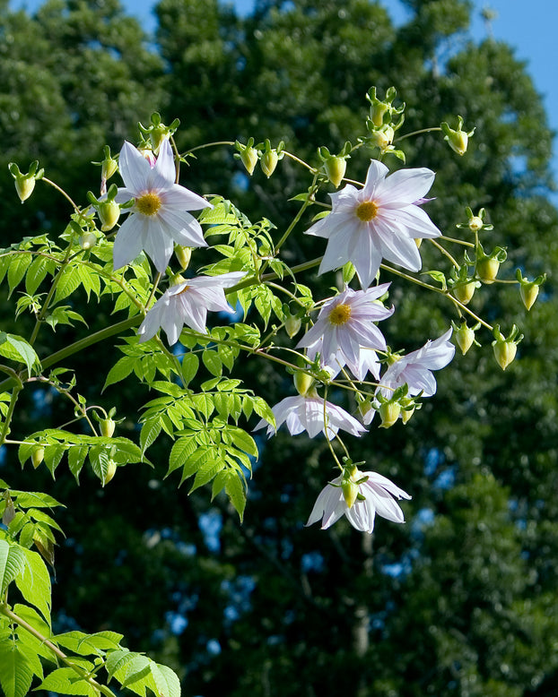 Dahlia imperialis 'Alba'