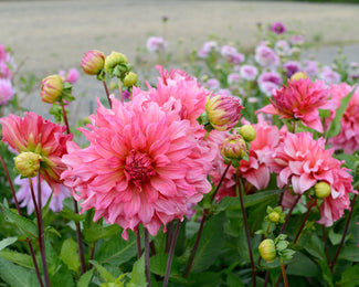 Dahlia 'Islander' Dahlia 'Islander'
