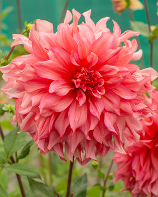 Dahlia 'Islander' Dahlia 'Islander'