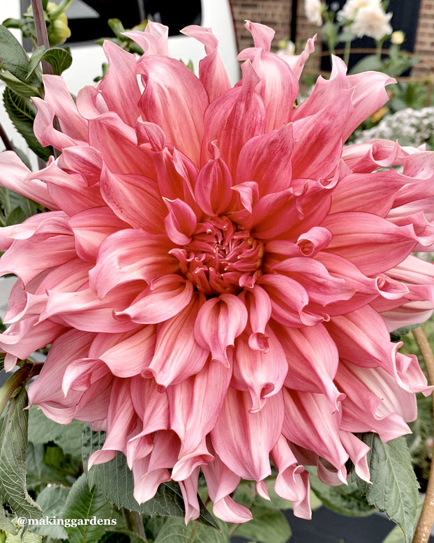 Dahlia 'Islander'