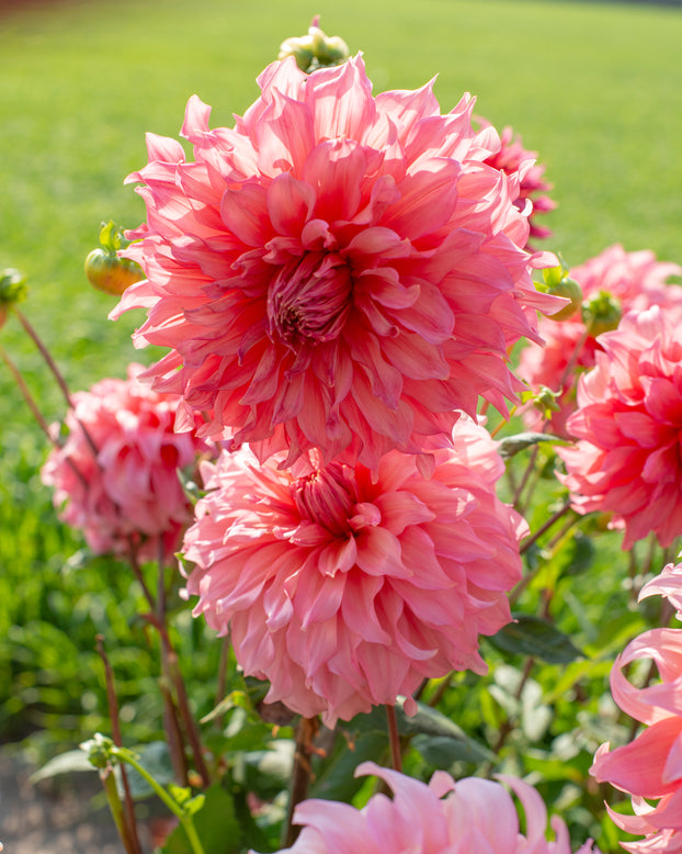Dahlia 'Islander'