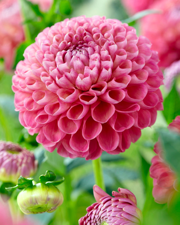 Dahlia 'Jowey Frambo'